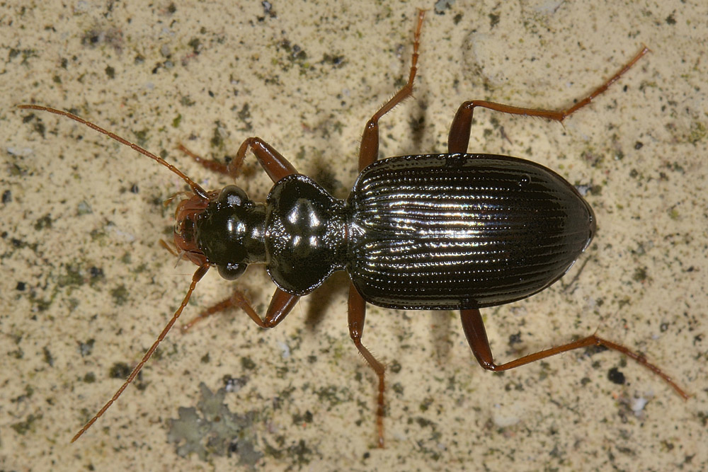 Leistus fulvibarbis